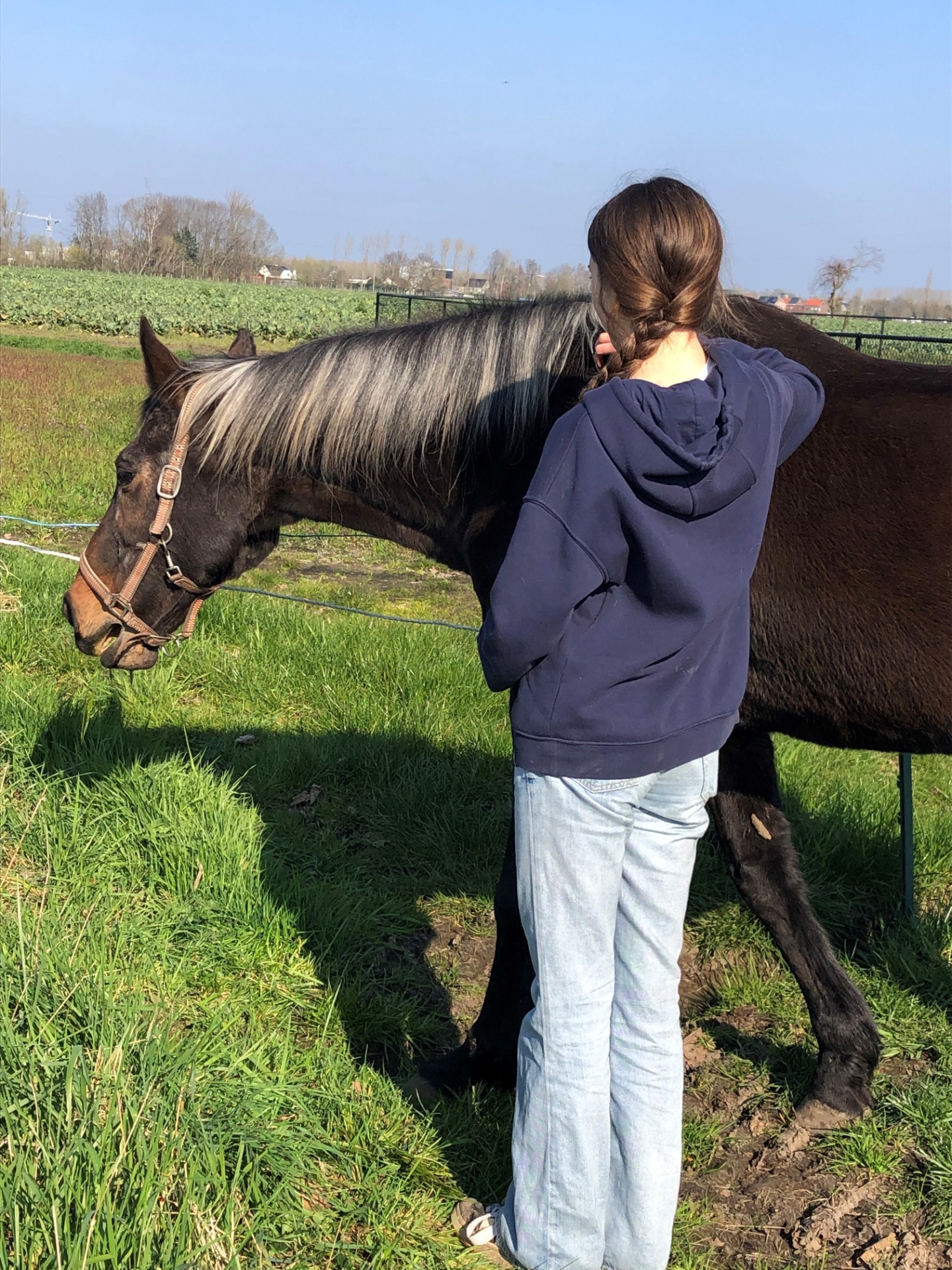 tot rust komen bij een paard op de weide